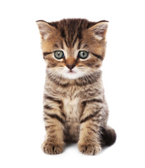 Obraz premium Small cute kitten, isolated on white