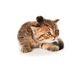 Small cute kitten, isolated on white