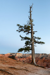 Pine Tree on Rim of Bryce Canyon