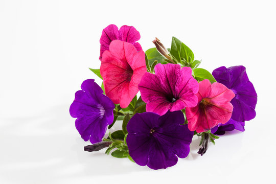 Petunien (Petunia)