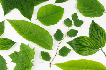green leaves natural background