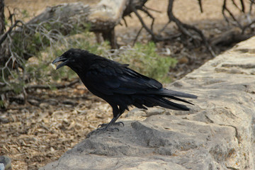 Raven with a piece of bread on parapet