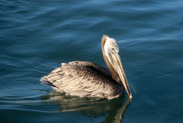 Brown pelican on the water's surface in California