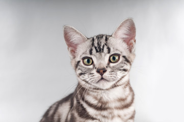 American shorthaired kittens on silver background