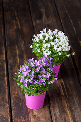 Zwei Blumentöpfe, Glockenblumen, weiss, violett, pink Blumentop