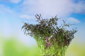 Brassia campestris, Öl-Rübsen, Küchenkräuter, Kräuter, Text