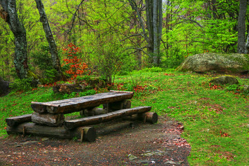 Resting place in wild forest