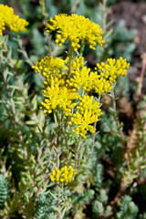 Obraz premium Felsen-Fetthenne (sedum reflexum), Kräuter
