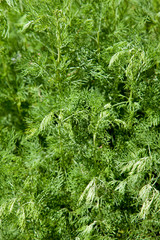 Eberraute (Artemisia abrotanum), Heilkräuter