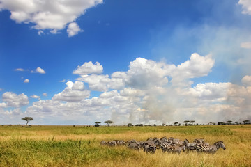 African zebras on a background of beautiful clouds in the savann