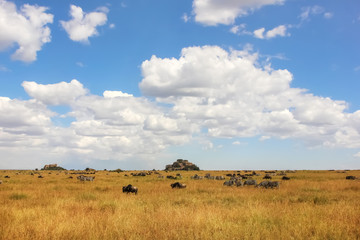 Naklejka premium African zebras and antelopes on a background of beautiful clouds