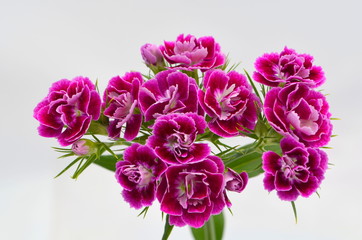 Турецкая гвоздик розового  цвета на белом фоне, красивый букет цветов. Поздравительный букет на праздник