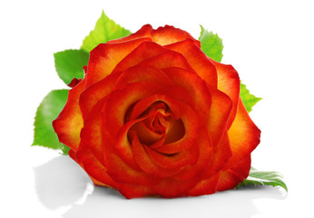 Orange rose on white background