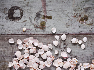 Holzgrund, Muscheln, sammeln, Urlaub, Freizeit, Textfreiraum © tunedin