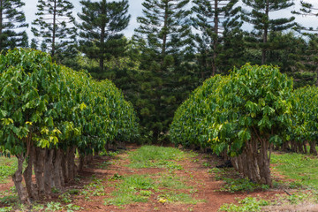 Coffee plants growing in the rich volcanic soil on the North Shore of the tropical Island of Oahu.
