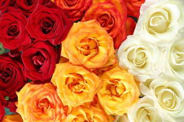 Colorful roses background