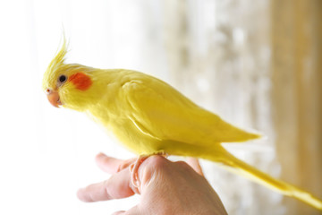 Naklejka premium Yellow cockatiel on a female finger, close up