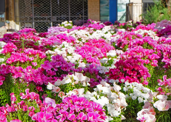 Beautiful tropical flowers