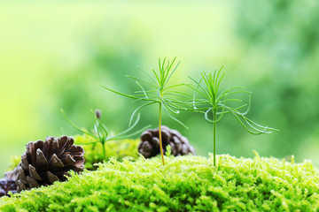 クロマツの発芽と松ぼっくり