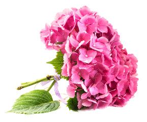 Obraz premium bunch of hydrangea flowers over white