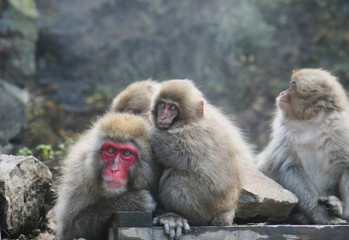 Fototapeta premium Makaken, Nagano, Japan
