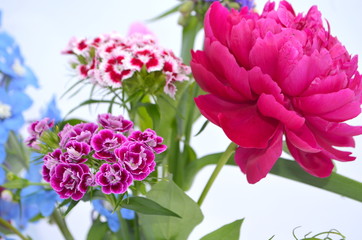 Фон с цветов - пионы, гвоздики, дельфиниум, ромашка