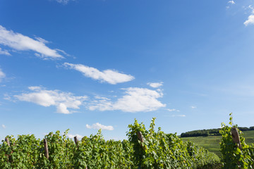 Obraz premium Frankreich, Elsass, Haut-Rhin, Riquewihr Region, Weinberg