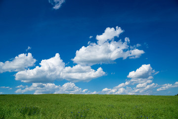 Wolkenhimmel über einem Rapsfeld