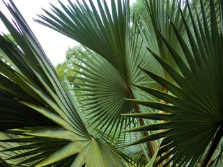 Giant spikey green leaves