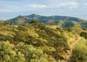 Andalusian landscape at sunset with olive trees in Spain 