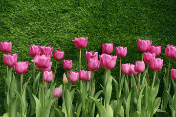 Single Early Tulips (Christmas Dream)