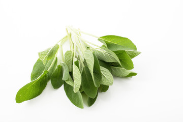 Salbei, Blätter, weißer Hintergrund