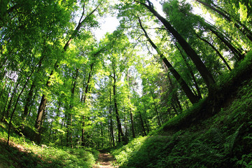 Fototapeta na wymiar green forest path