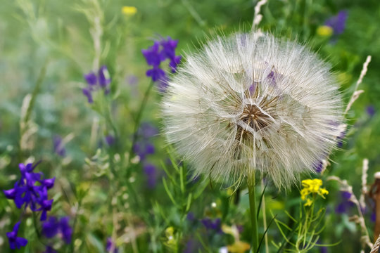 Big dandelion grows on blossoming meadow