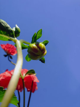 pimpollo de dalia sobre cielo azul profundo