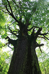 Obraz premium old oak tree