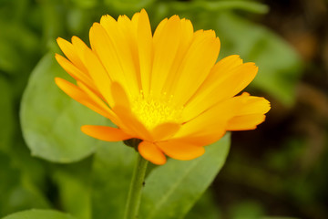 Caléndula officinalis