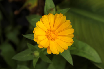 Caléndula officinalis