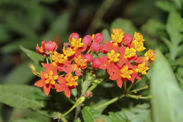 Obraz premium red flowers