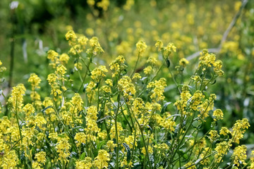 yellow flowers