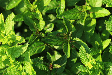 mint leaves background © jonnysek