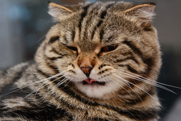 cat doesn't like food