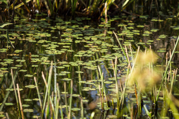 estanque con plantas