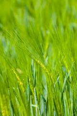 
Green wheat field 