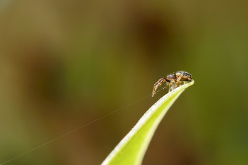 Spider on leaf