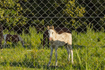 Baby horse