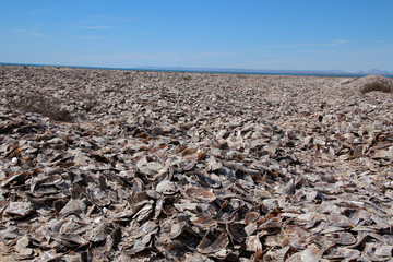 Muschelschalen 