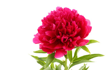 Red peony flower isolated on a white