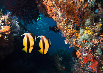Plakat Photo of coral colony.