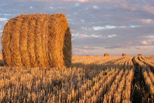 Haystacks on the field. Agricultural landscape © zinaidasopina112